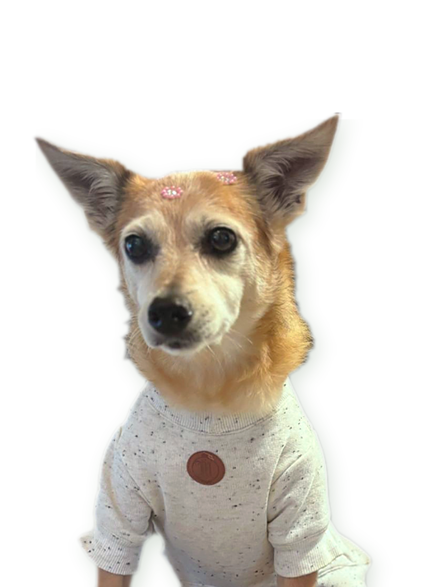 Cachorro idoso